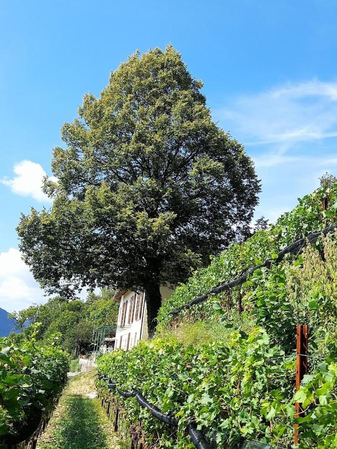Cascina Teresina Villa Veleso Exterior photo
